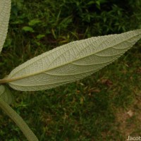 Debregeasia longifolia (Burm.f.) Wedd.